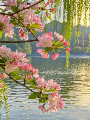 西湖桃花