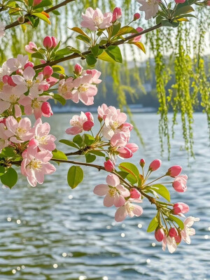 西湖桃花