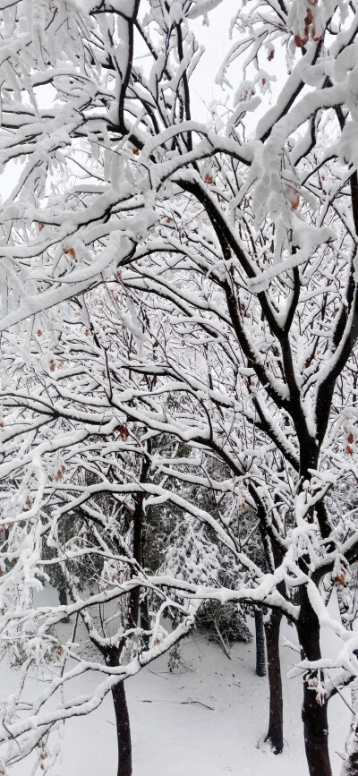 冬日雪景壁纸