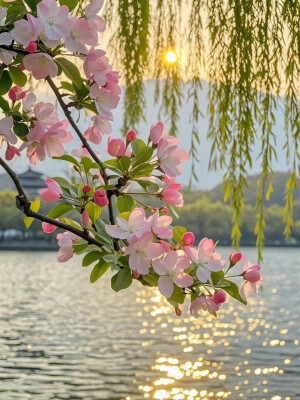 西湖桃花