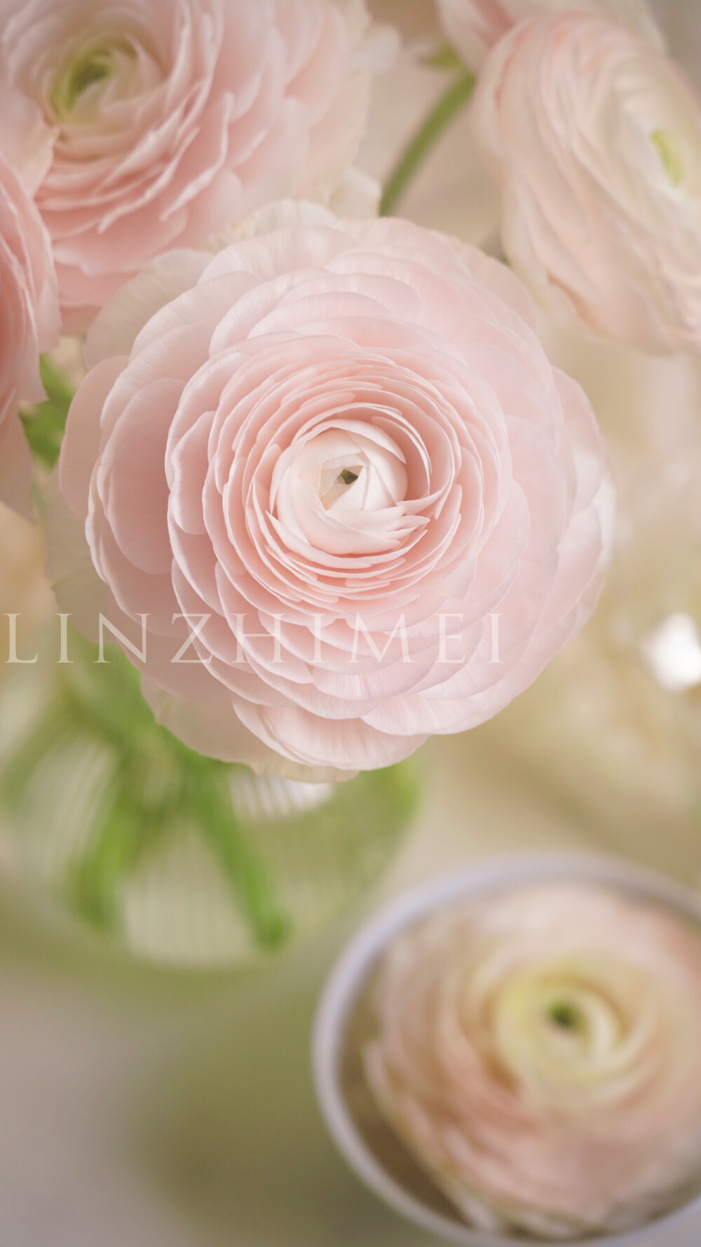 春天要养的花太多了，郁金香、风铃草、小飞燕、角堇、百合、鸢尾、玉兰、海棠、小苍兰、雪柳、小手球、桃李樱杏梨………，但河内洋牡丹一定不会被忘记。第一次见这个品种是17年广州琶洲鲜切花展，日本展位上这个品种的洋牡丹开放得和少女脸颊一样大而娇嫩，那时候这个品种还没有引进国内，供货商从日本进货的成本大约是40元/支，供货商再卖给花店，花店再卖给客户，价格实在是很昂贵。这么多年过去河内洋牡丹早已国产化，品质当然不如进口的好，但性价比实在很高，看到就必须要买一把来养的美貌。