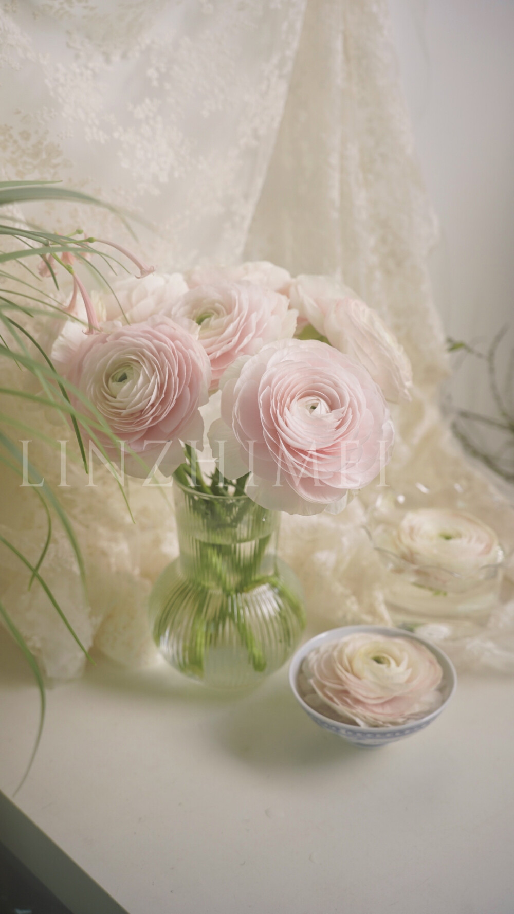 春天要养的花太多了，郁金香、风铃草、小飞燕、角堇、百合、鸢尾、玉兰、海棠、小苍兰、雪柳、小手球、桃李樱杏梨………，但河内洋牡丹一定不会被忘记。第一次见这个品种是17年广州琶洲鲜切花展，日本展位上这个品种的洋牡丹开放得和少女脸颊一样大而娇嫩，那时候这个品种还没有引进国内，供货商从日本进货的成本大约是40元/支，供货商再卖给花店，花店再卖给客户，价格实在是很昂贵。这么多年过去河内洋牡丹早已国产化，品质当然不如进口的好，但性价比实在很高，看到就必须要买一把来养的美貌。