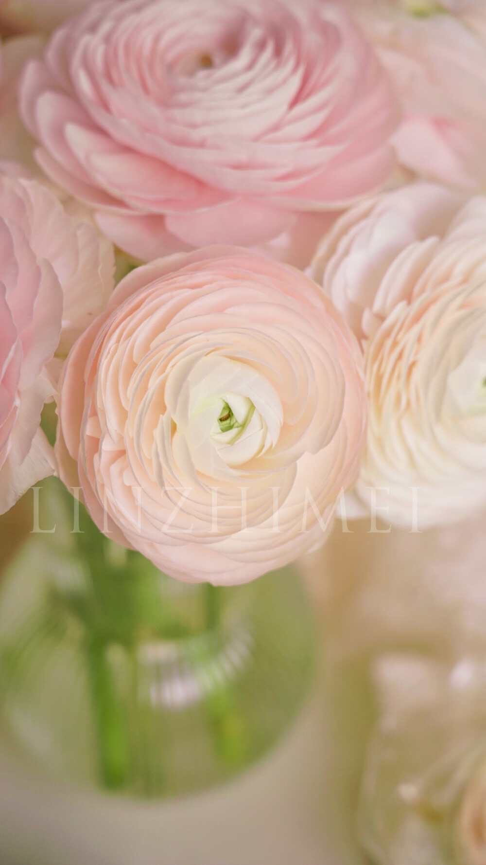 春天要养的花太多了，郁金香、风铃草、小飞燕、角堇、百合、鸢尾、玉兰、海棠、小苍兰、雪柳、小手球、桃李樱杏梨………，但河内洋牡丹一定不会被忘记。第一次见这个品种是17年广州琶洲鲜切花展，日本展位上这个品种的洋牡丹开放得和少女脸颊一样大而娇嫩，那时候这个品种还没有引进国内，供货商从日本进货的成本大约是40元/支，供货商再卖给花店，花店再卖给客户，价格实在是很昂贵。这么多年过去河内洋牡丹早已国产化，品质当然不如进口的好，但性价比实在很高，看到就必须要买一把来养的美貌。