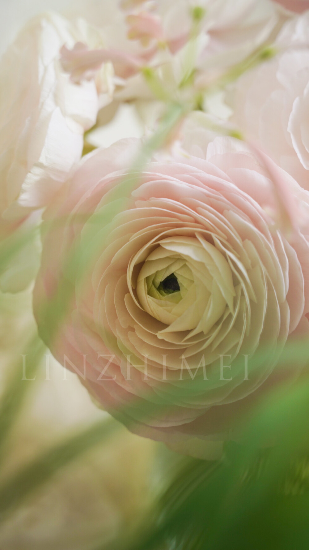 春天要养的花太多了，郁金香、风铃草、小飞燕、角堇、百合、鸢尾、玉兰、海棠、小苍兰、雪柳、小手球、桃李樱杏梨………，但河内洋牡丹一定不会被忘记。第一次见这个品种是17年广州琶洲鲜切花展，日本展位上这个品种的洋牡丹开放得和少女脸颊一样大而娇嫩，那时候这个品种还没有引进国内，供货商从日本进货的成本大约是40元/支，供货商再卖给花店，花店再卖给客户，价格实在是很昂贵。这么多年过去河内洋牡丹早已国产化，品质当然不如进口的好，但性价比实在很高，看到就必须要买一把来养的美貌。