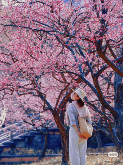 和花花拍照