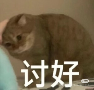 猫猫表情包