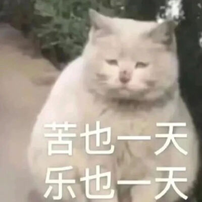 猫猫表情包