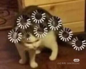 猫猫表情包