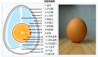 鸡蛋结构