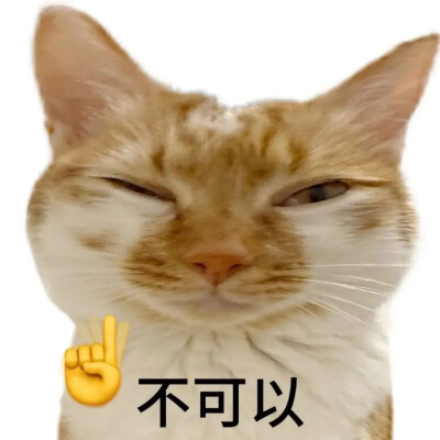 猫猫 表情包