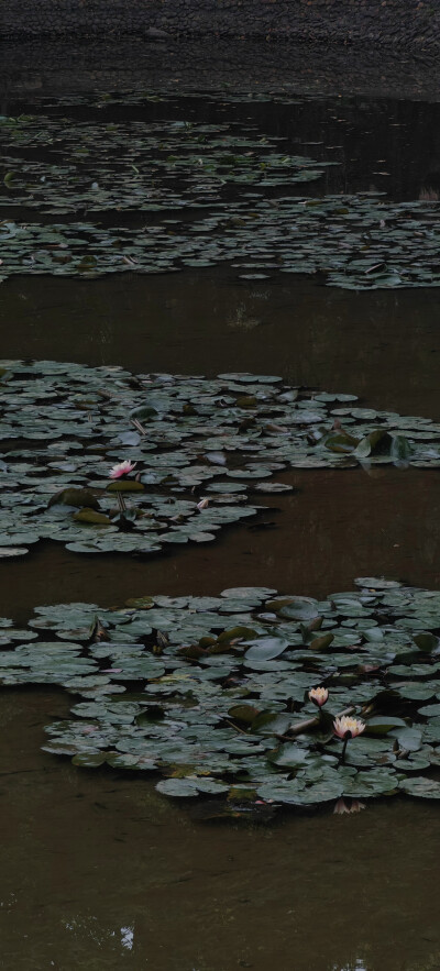 风景壁纸