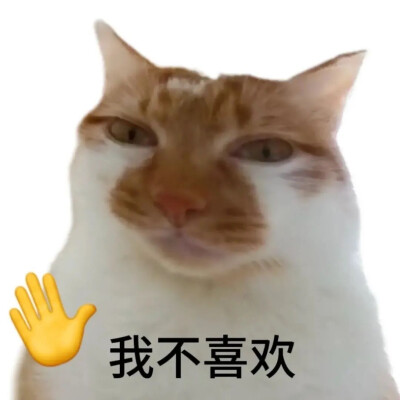 猫猫 表情包