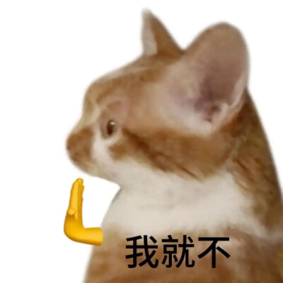 猫猫 表情包