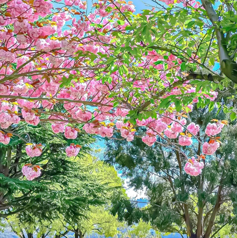 奶油风背景图