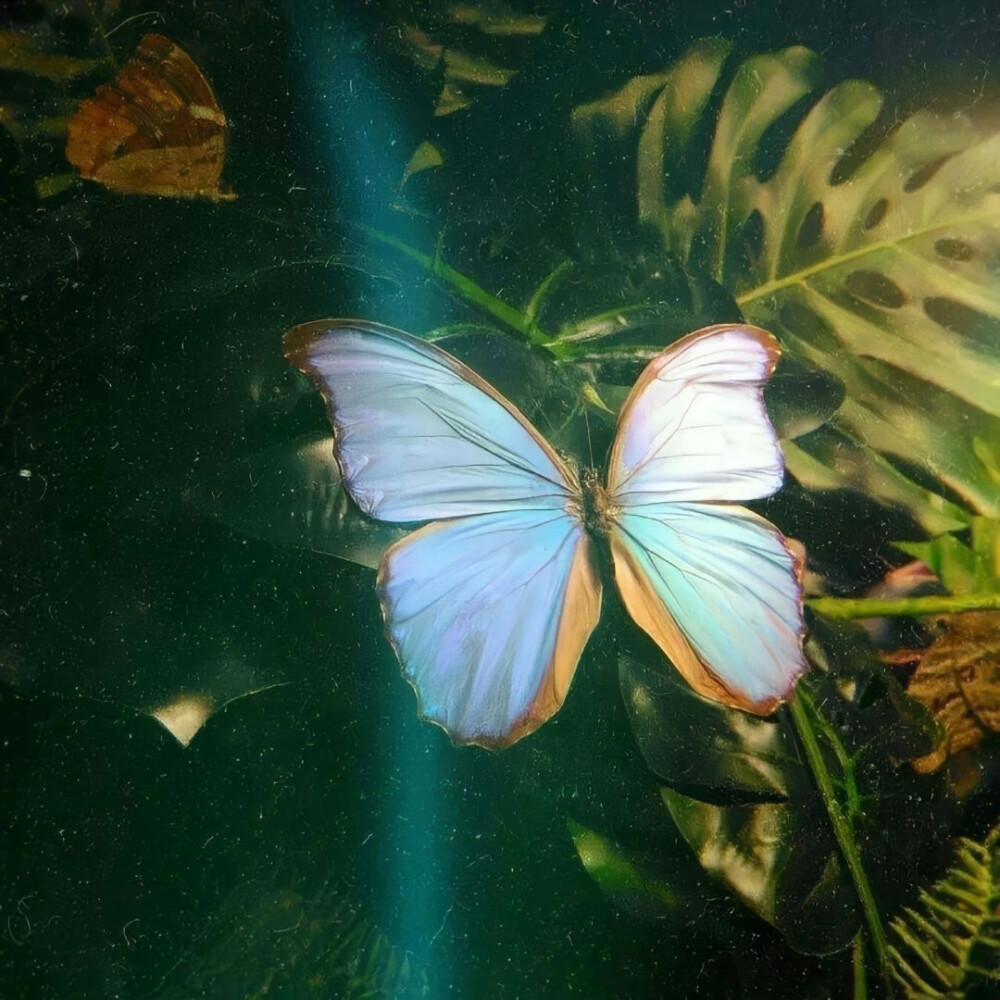 李兰迪套图可二改