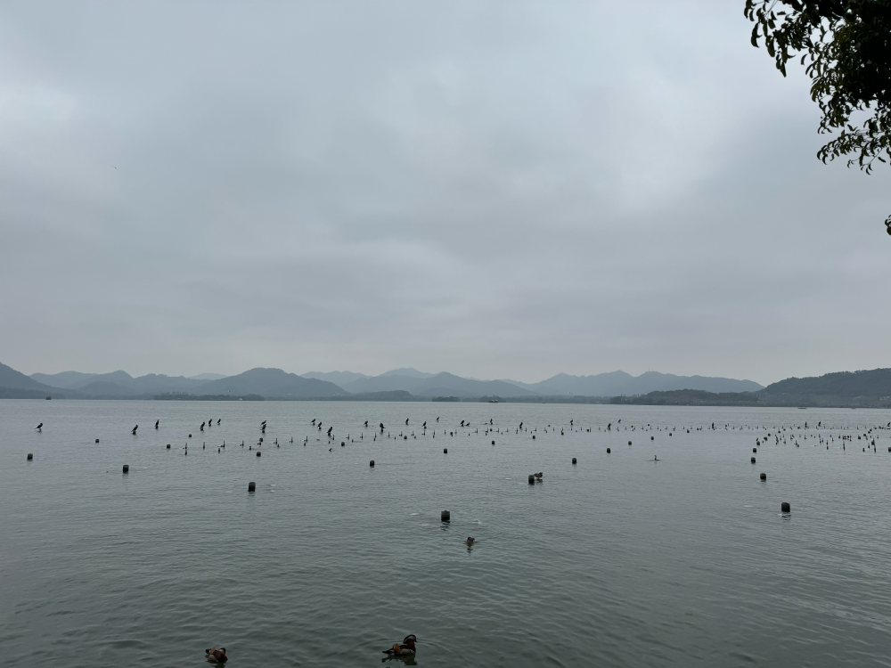 西湖97