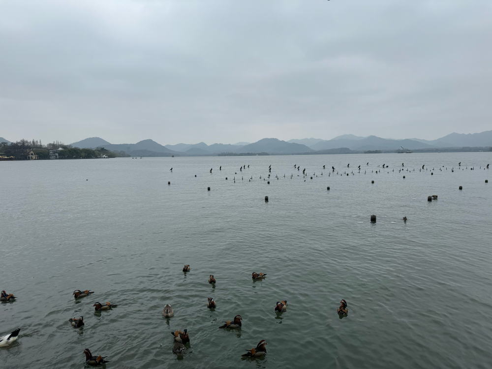 西湖97