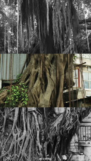 在路上 看十二月的綠 ​​​

摄影@陳術業