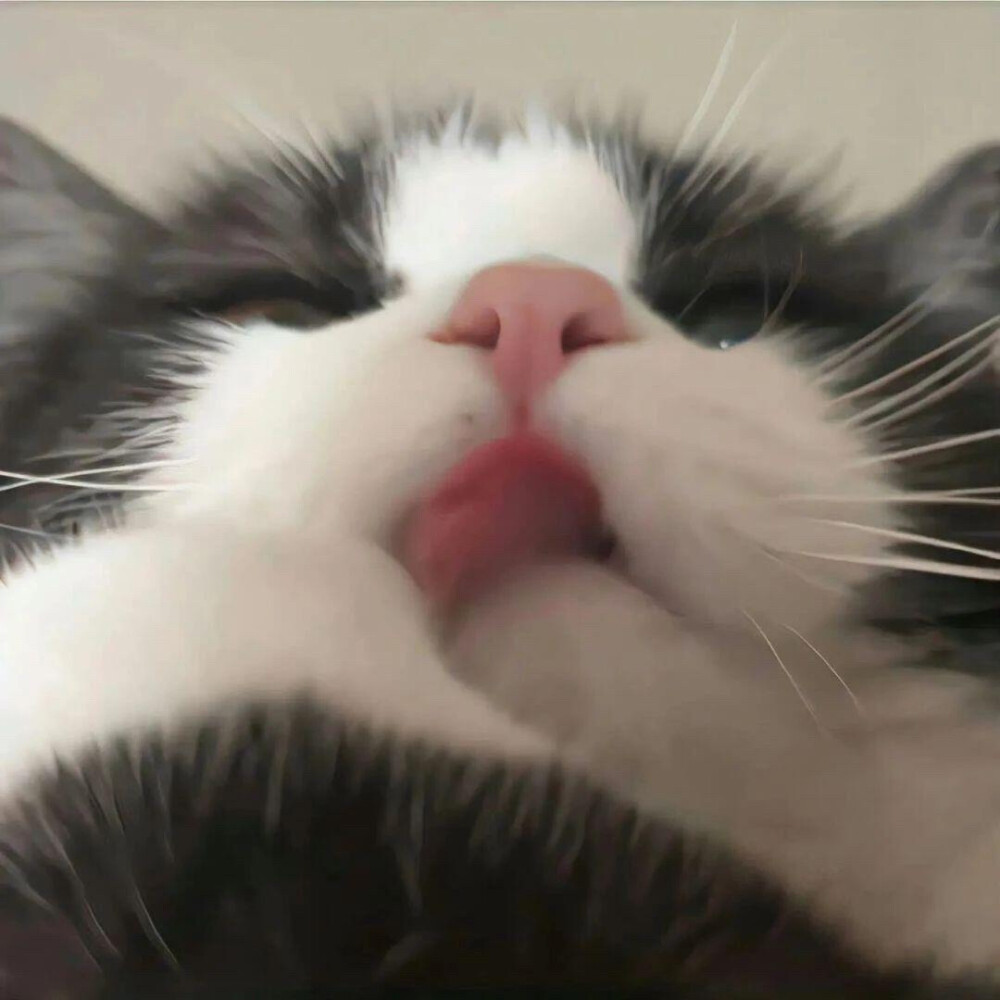 猫猫头像