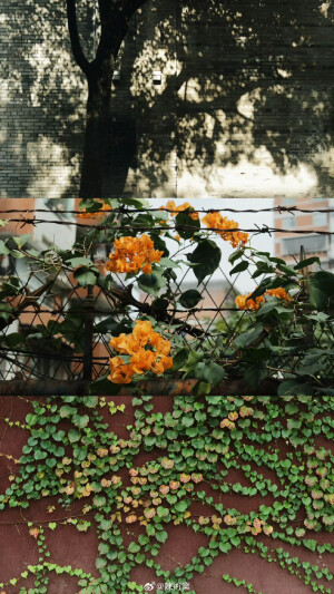 在路上 看十二月的綠 ​​​

摄影@陳術業