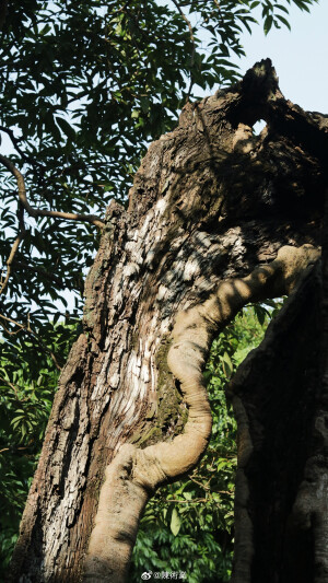 在路上 看十二月的綠 ​​​

摄影@陳術業