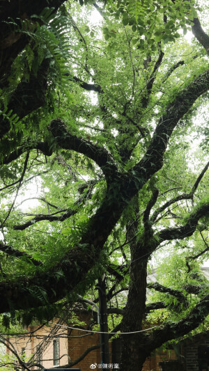 在路上 看十二月的綠 ​​​

摄影@陳術業