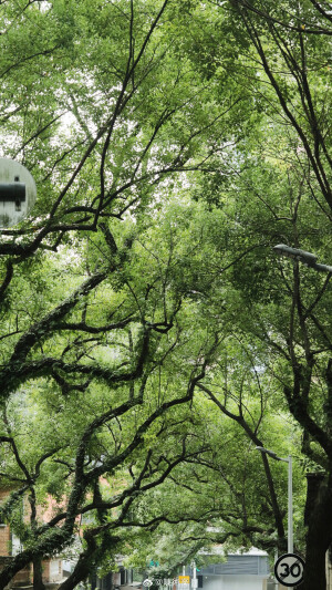 在路上 看十二月的綠 ​​​

摄影@陳術業