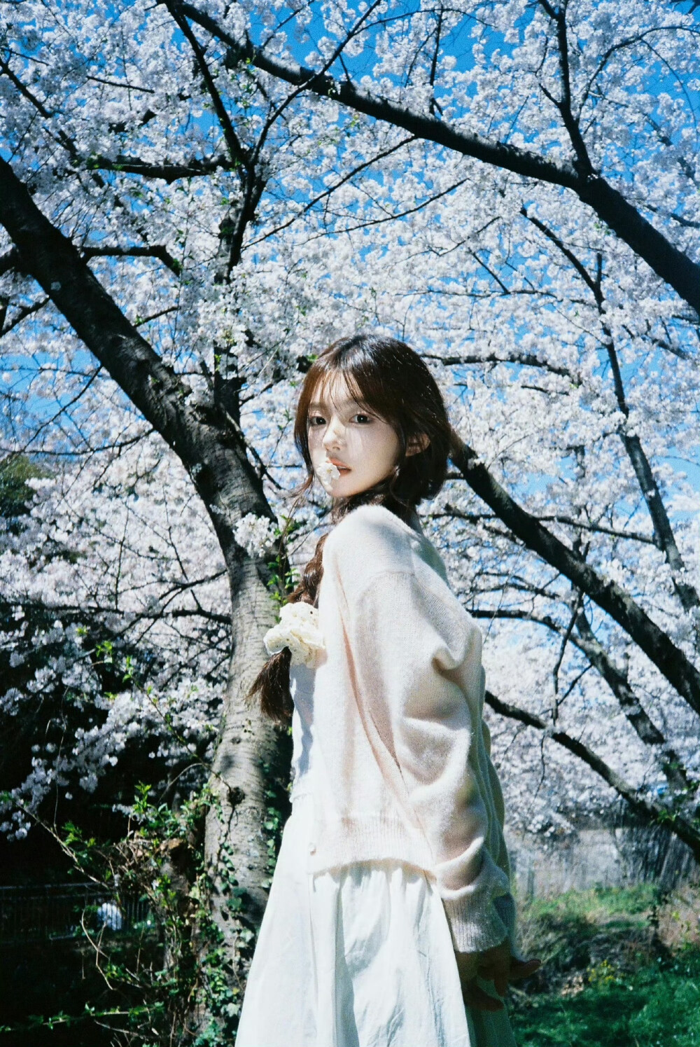 见个面吧，在樱花树下
摄影:@藏弓U ​