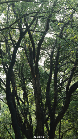 在路上 看十二月的綠 ​​​

摄影@陳術業