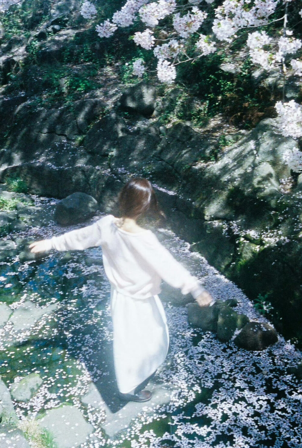 见个面吧，在樱花树下
摄影:@藏弓U ​