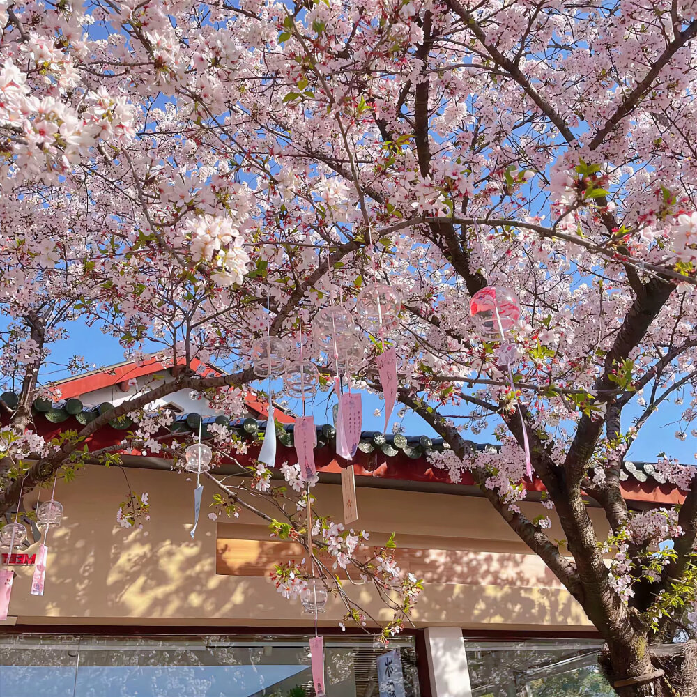 春日背景图 花朵背景图