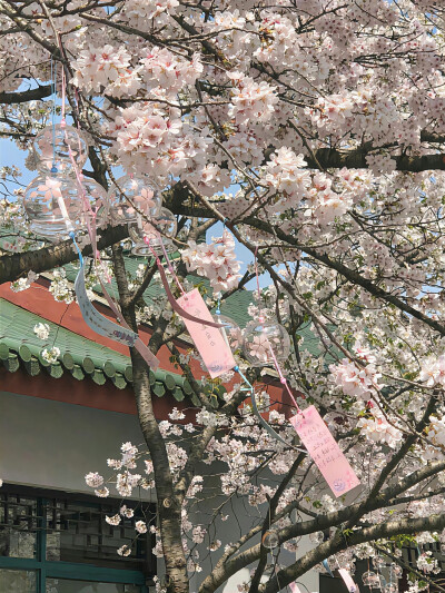 春日背景图 花朵背景图