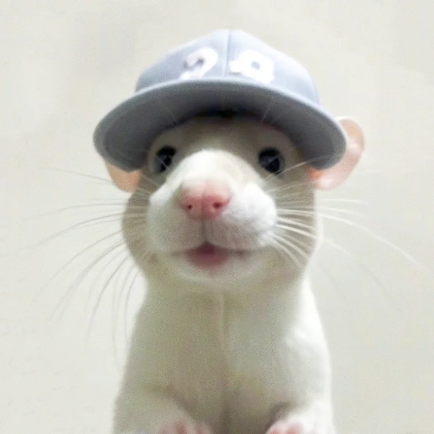 可爱头像♡ cr：鼠小宝/xhs