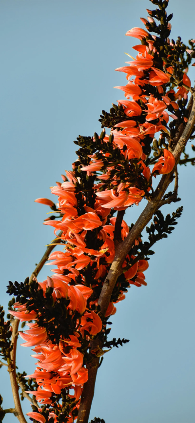 鲜花壁纸