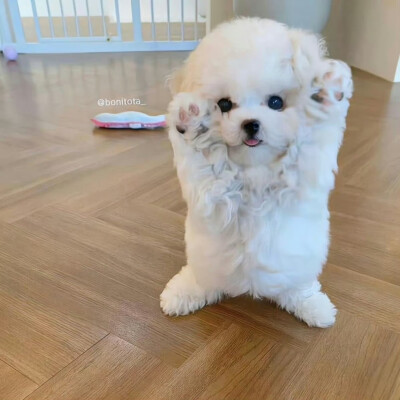 投降