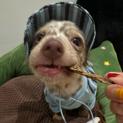 宠物头像