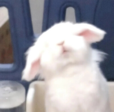 宠物头像
