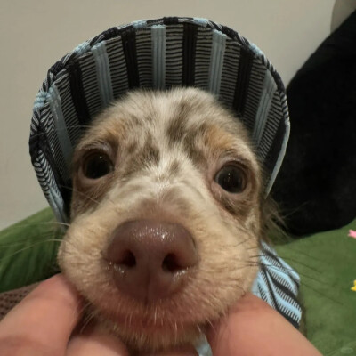 宠物头像