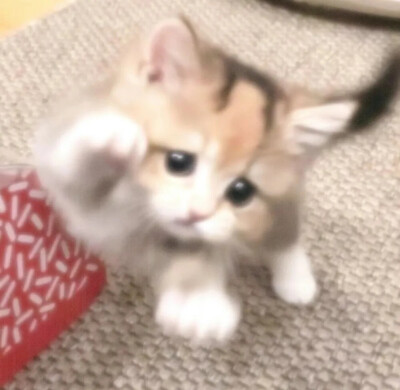宠物头像