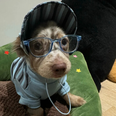 宠物头像
