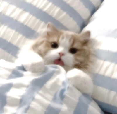 宠物头像