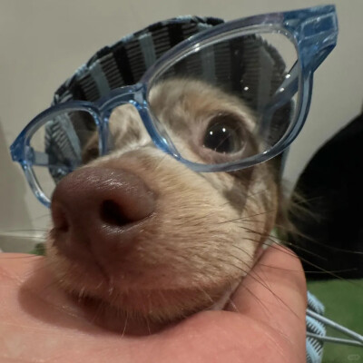 宠物头像