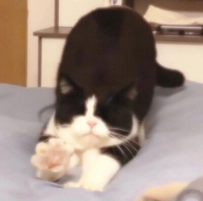 宠物头像