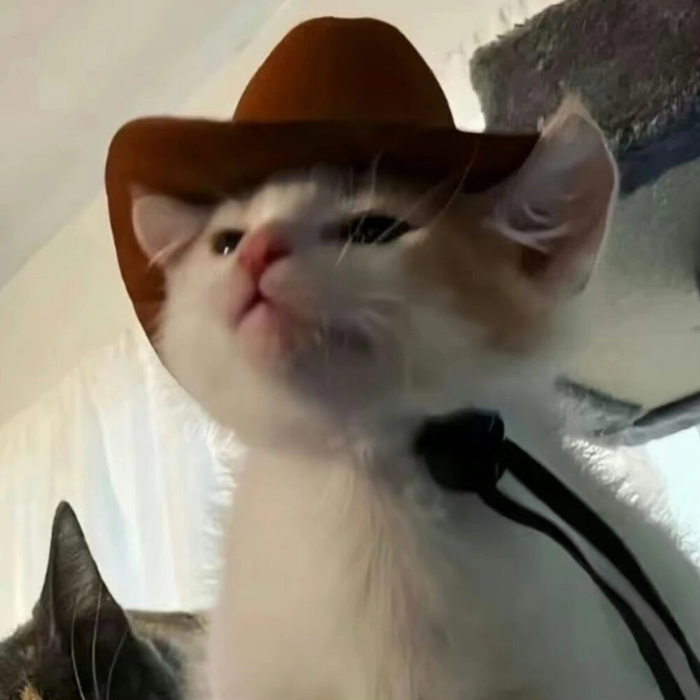 猫猫头像