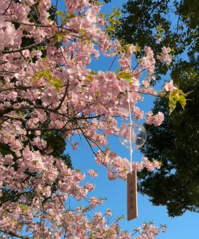 春日背景图 花朵背景图