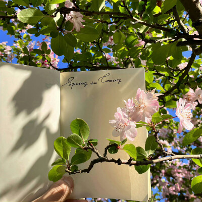 春日背景图 花朵背景图