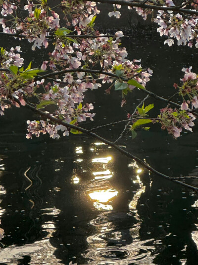 春日背景图 花朵背景图