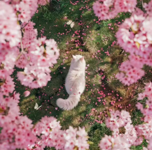 春日背景图 花朵背景图