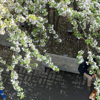 春日背景图 花朵背景图