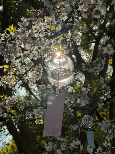 春日背景图 花朵背景图